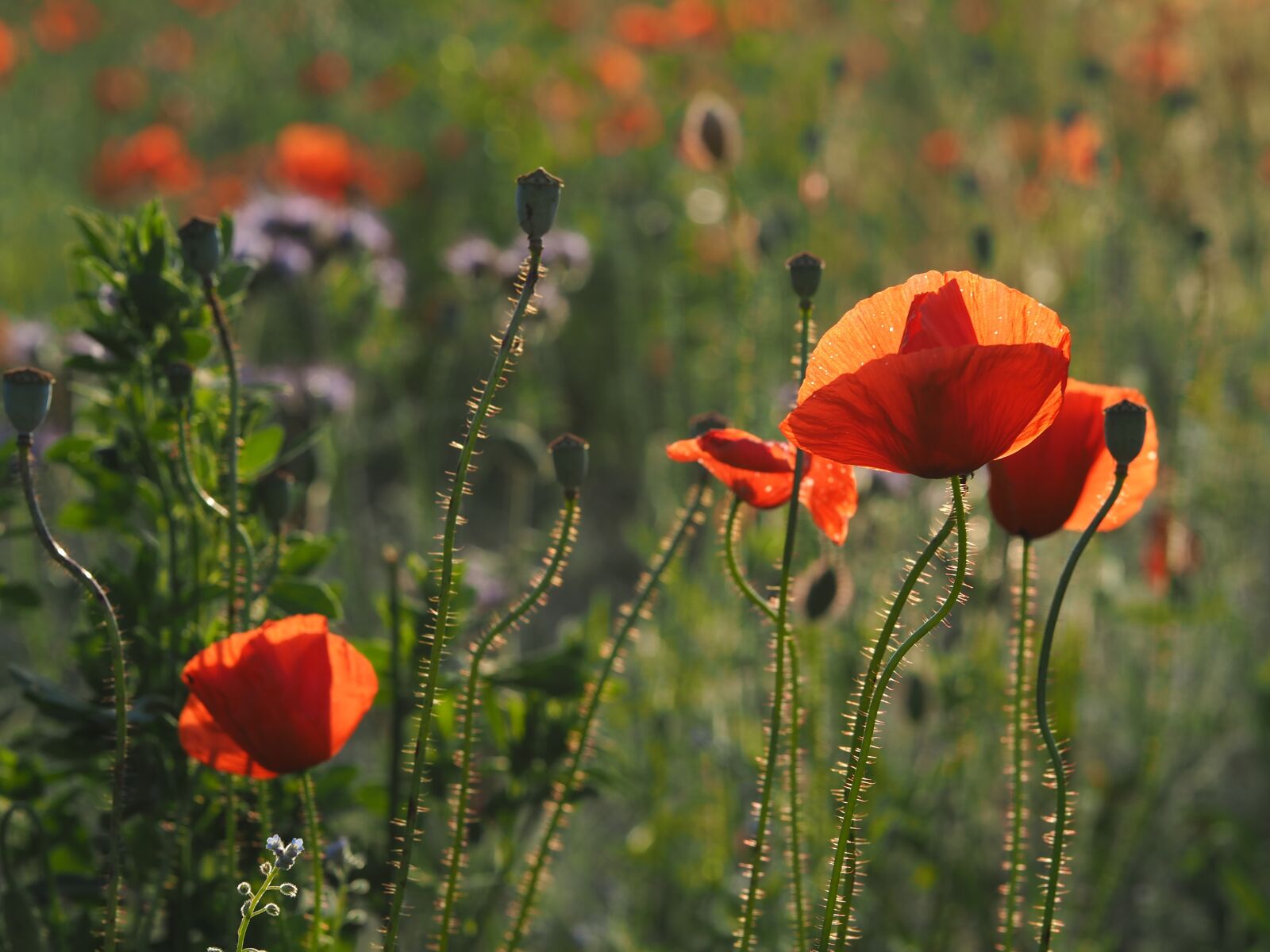 Olympus PEN E-PL7 + Sigma 60mm F2.8 DN Art sample photo. Poppy, field of poppies photography