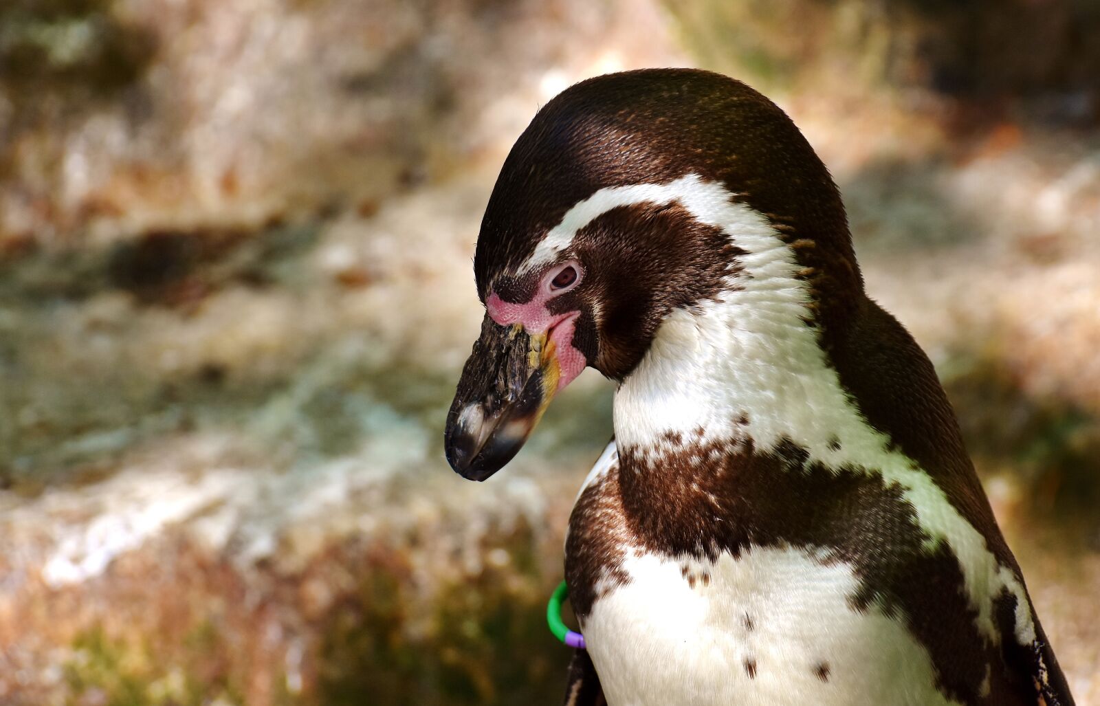 Nikon D7200 sample photo. Penguin, animal, animal world photography