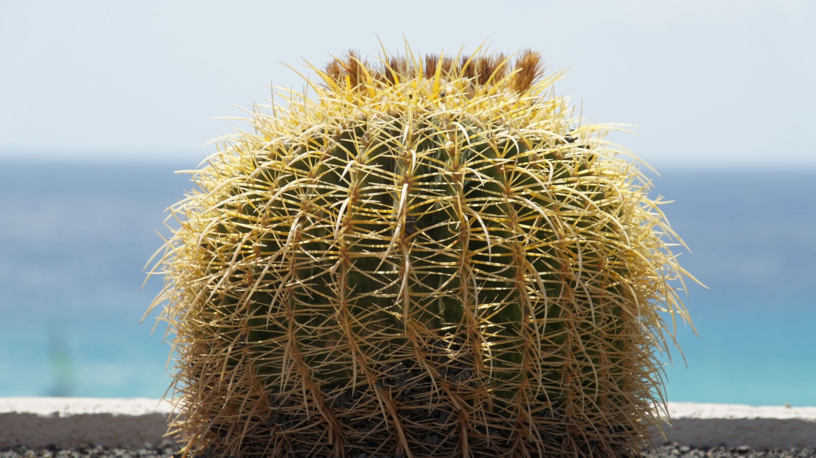 Sony Alpha NEX-5 sample photo. Cactus, prickly, inviolable photography
