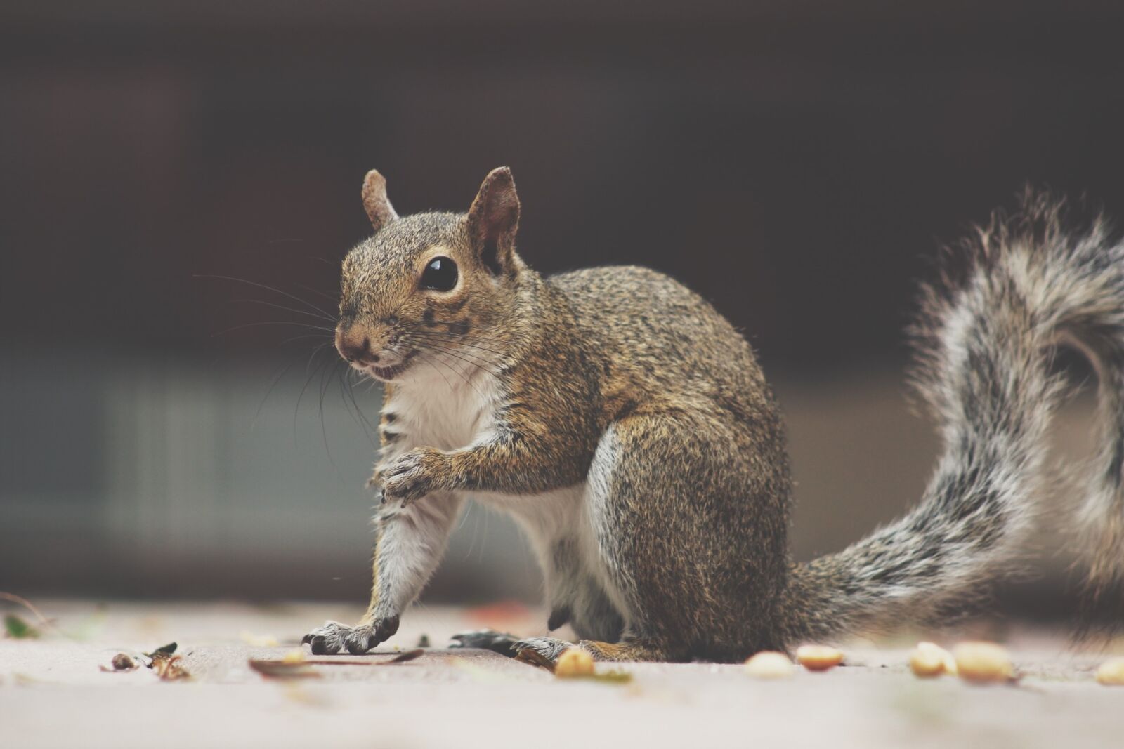 Canon EOS 1300D (EOS Rebel T6 / EOS Kiss X80) sample photo. Squirrel, fluffy, animal photography