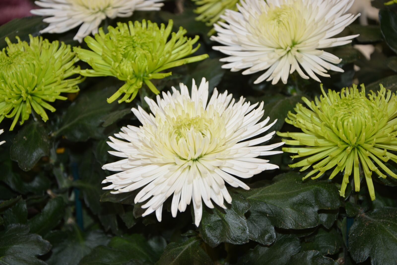 Nikon D5200 sample photo. Flowers, white flowers green photography