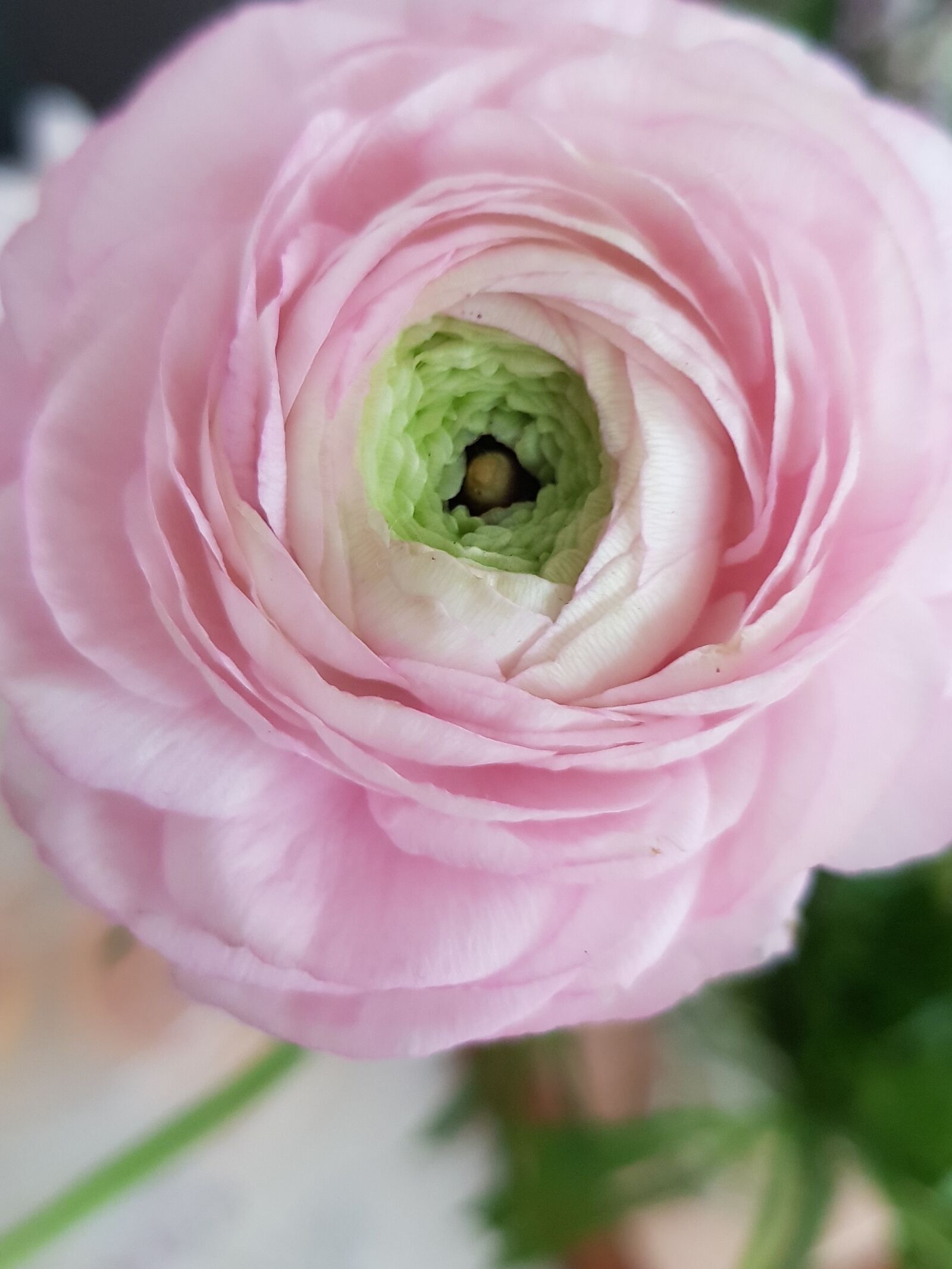 Samsung Galaxy S8 sample photo. Flowers, nature, flower photography