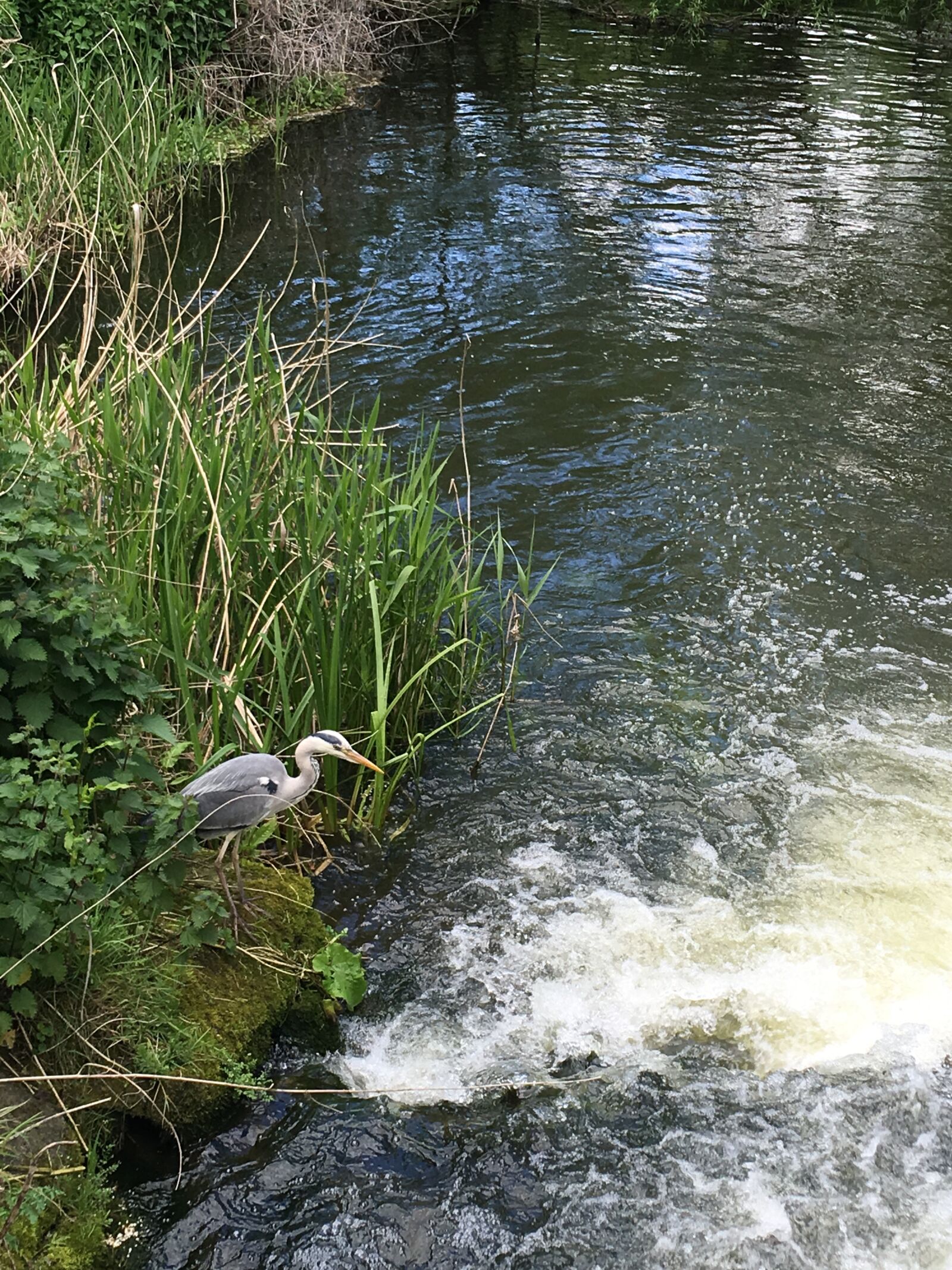 iPhone SE back camera 4.15mm f/2.2 sample photo. Animal, bird, lake photography
