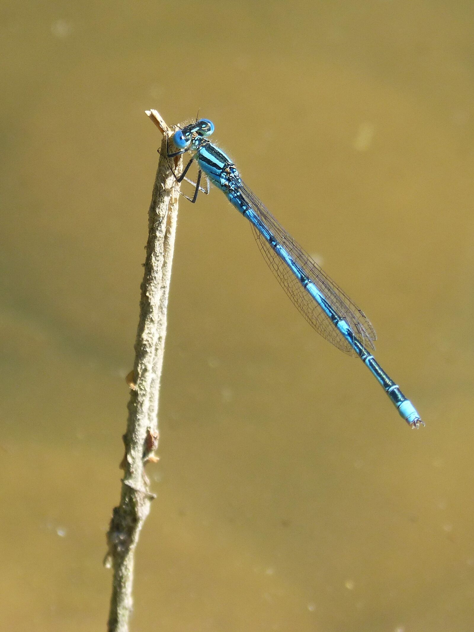 Panasonic DMC-FZ62 sample photo. Dragonfly, blue dragonfly, pond photography