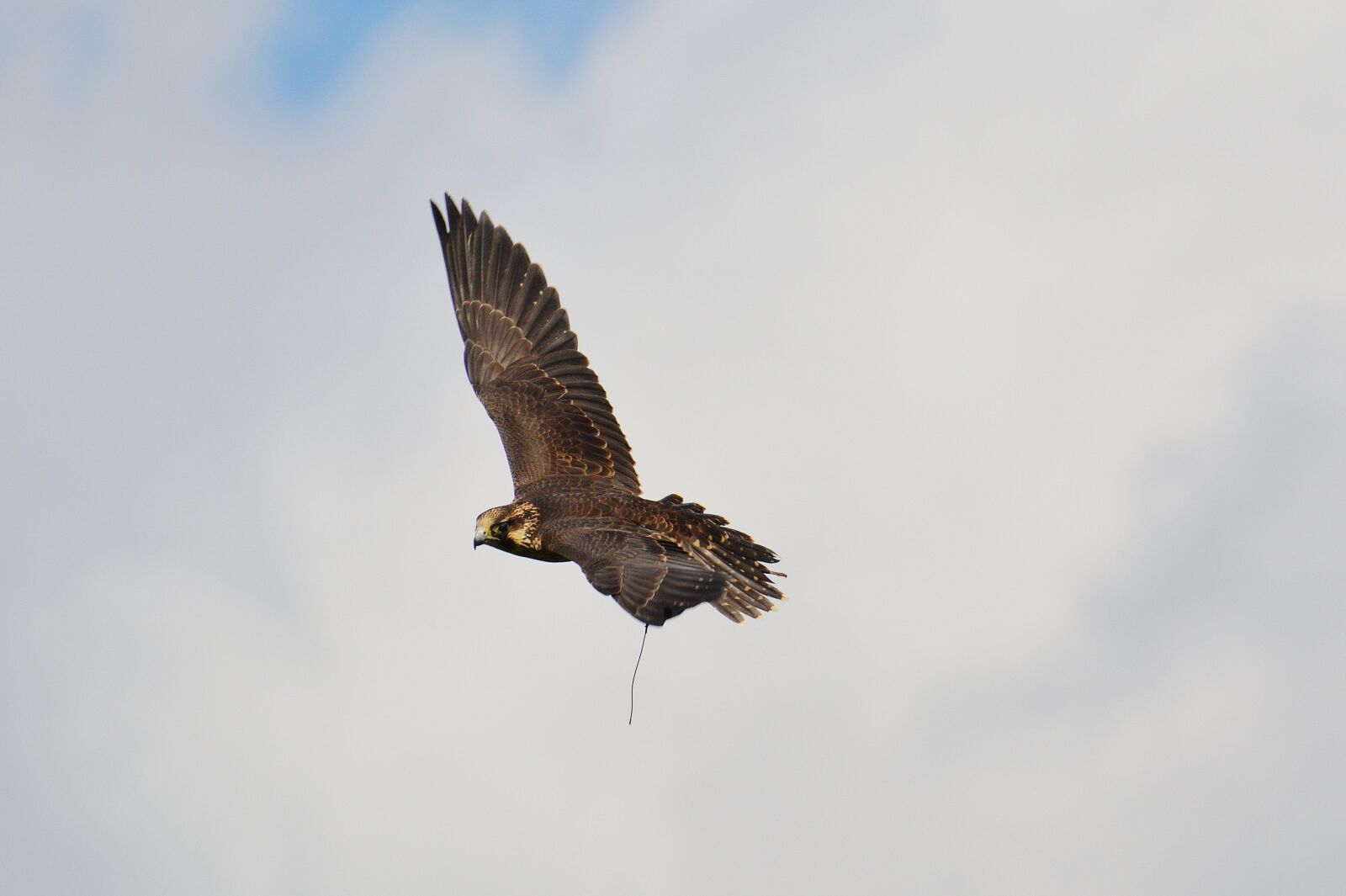 Nikon D3200 sample photo. Falcon, wildpark poing, flight photography
