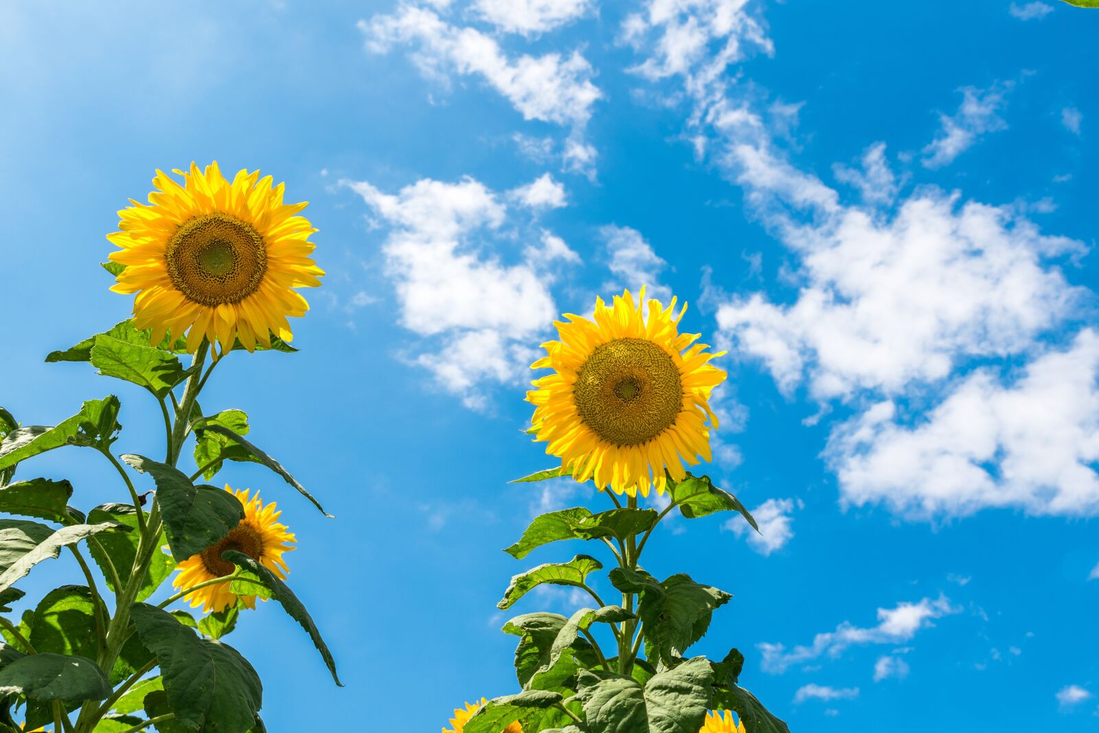 Nikon D750 sample photo. Sunflower, sunny day, sky photography