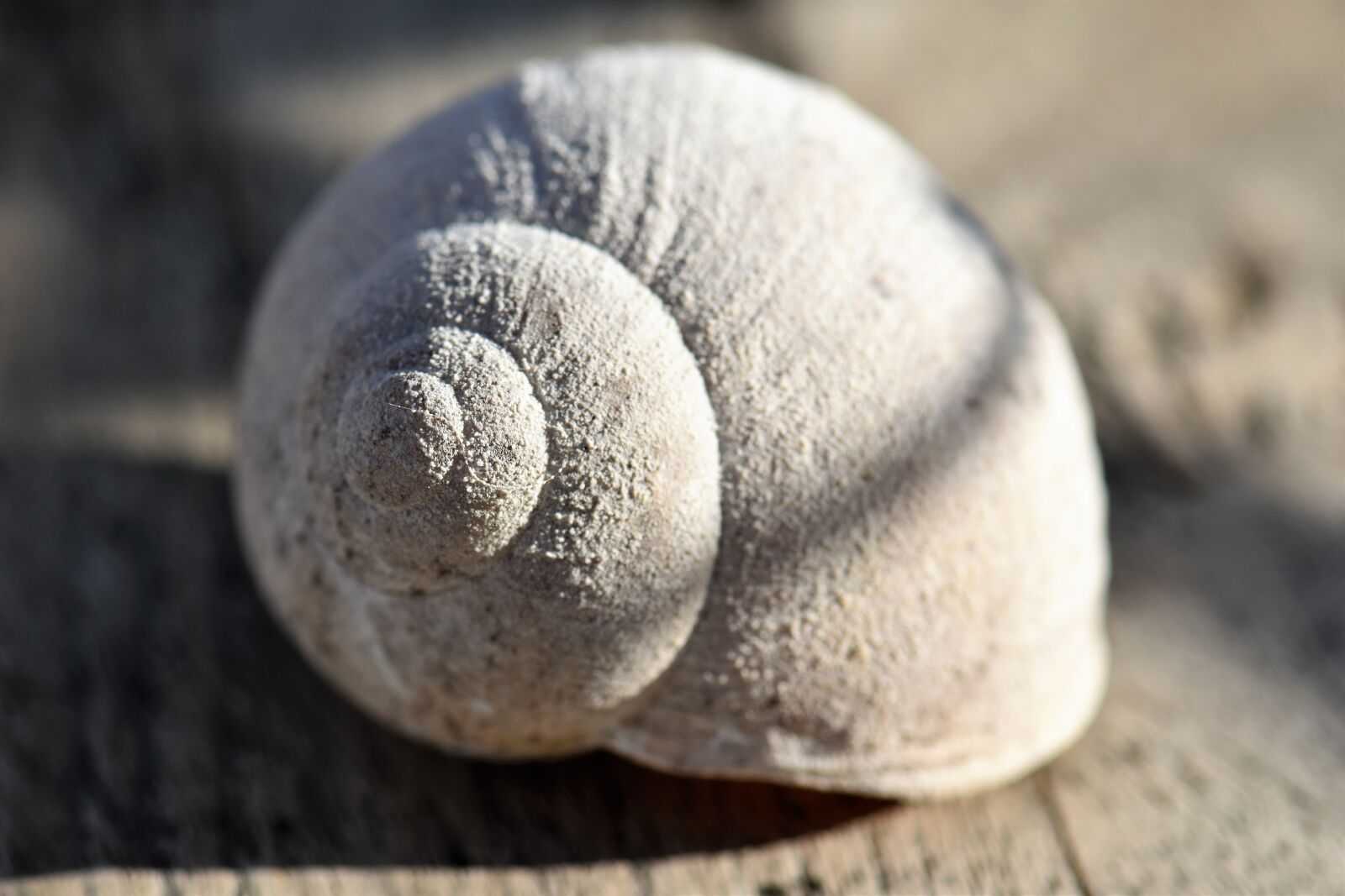 Nikon D5500 sample photo. Snail, rock snail, casing photography