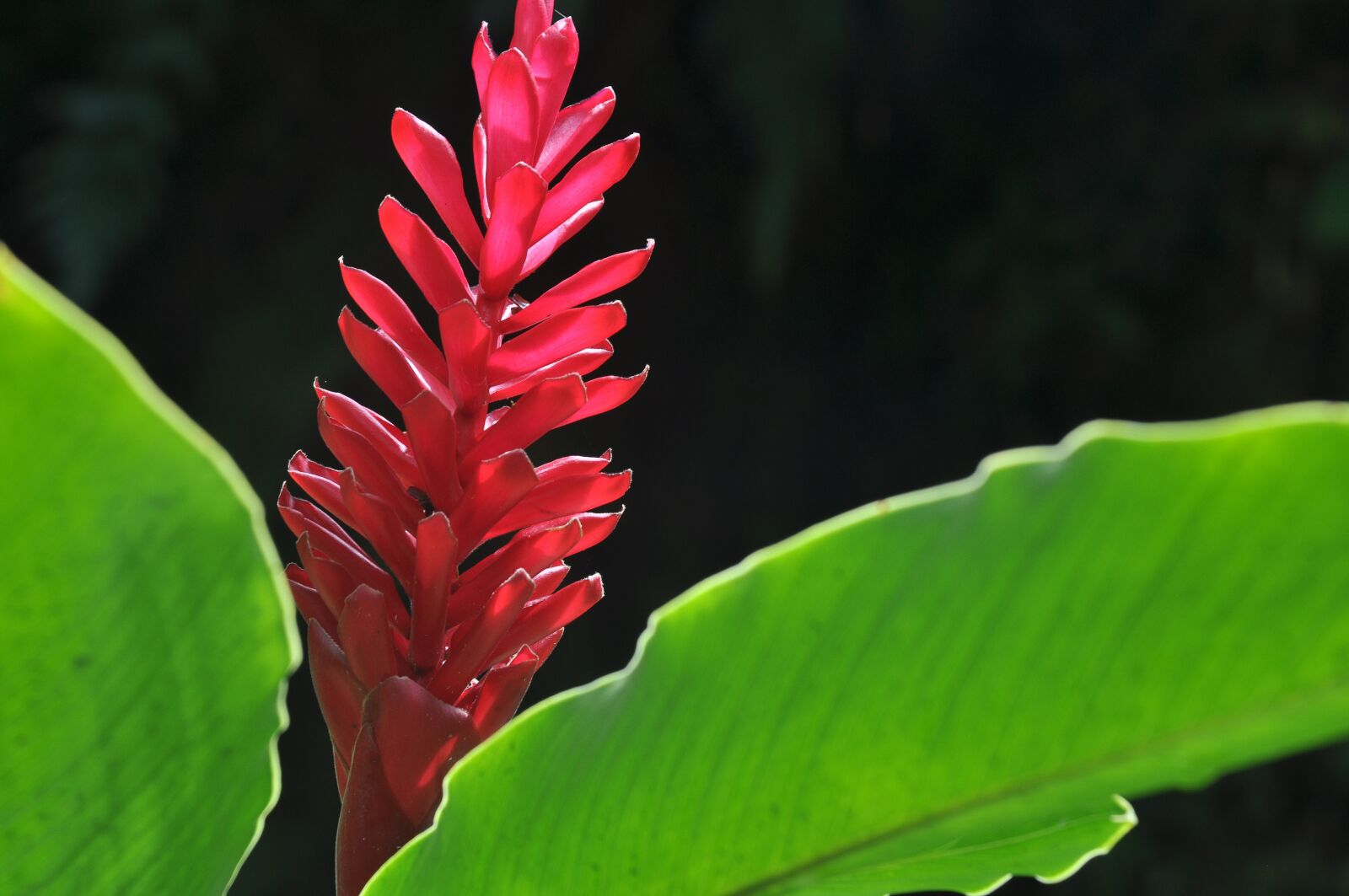 Nikon D90 sample photo. Panama, flower, exotic photography