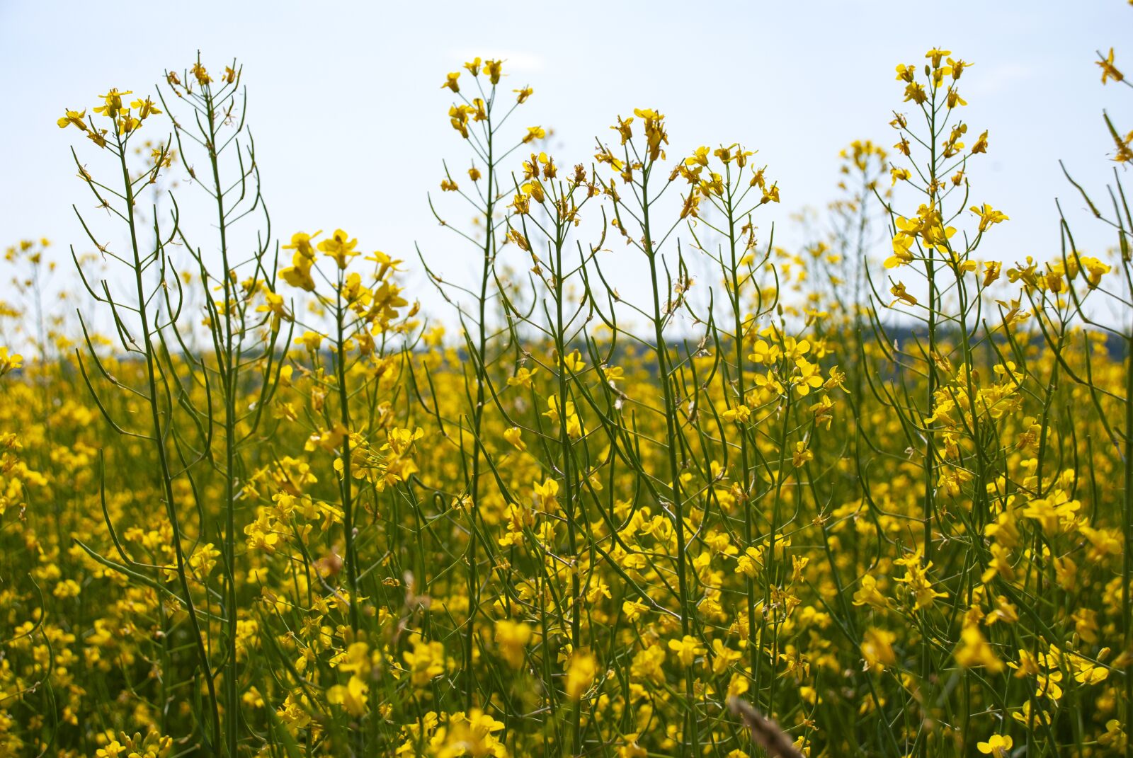 Nikon D80 sample photo. Canola, summer, cultivation photography