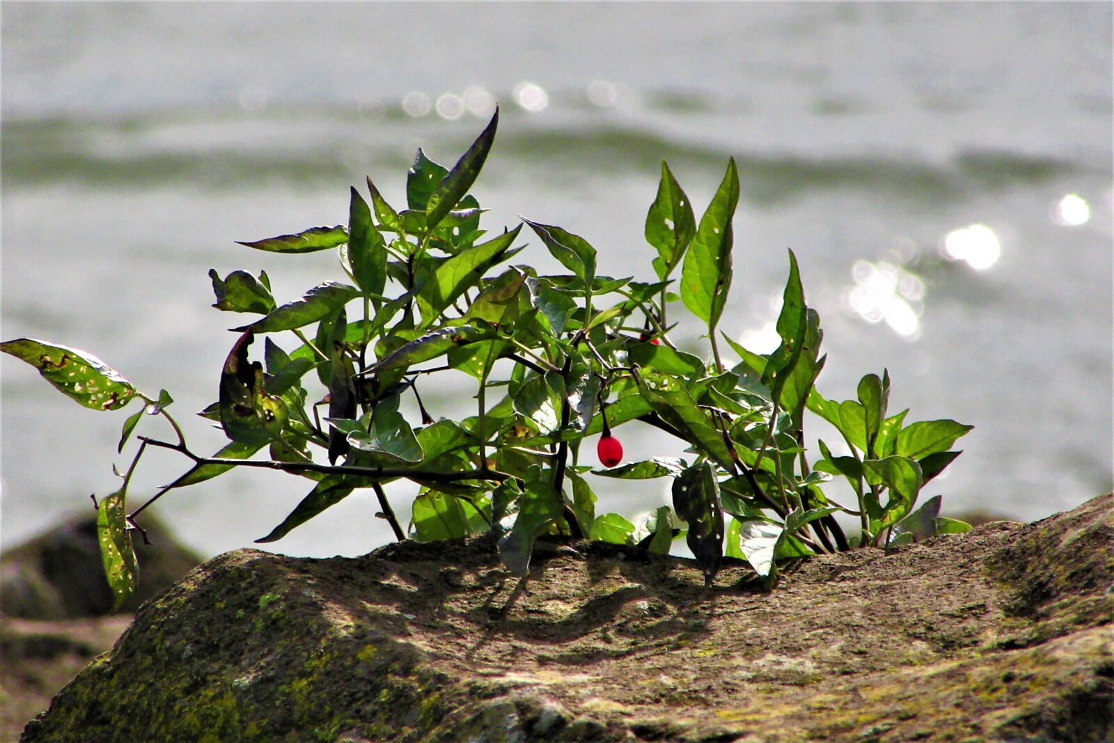 Canon PowerShot SX610 HS sample photo. River, bush, berries photography