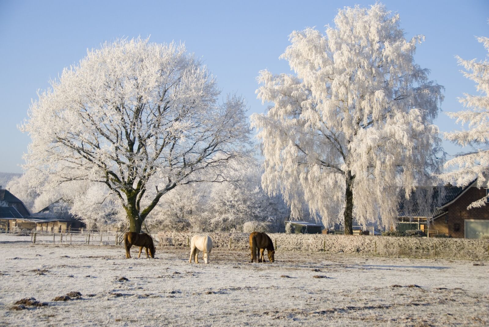 Nikon D80 sample photo. Trees, snow, ripe photography