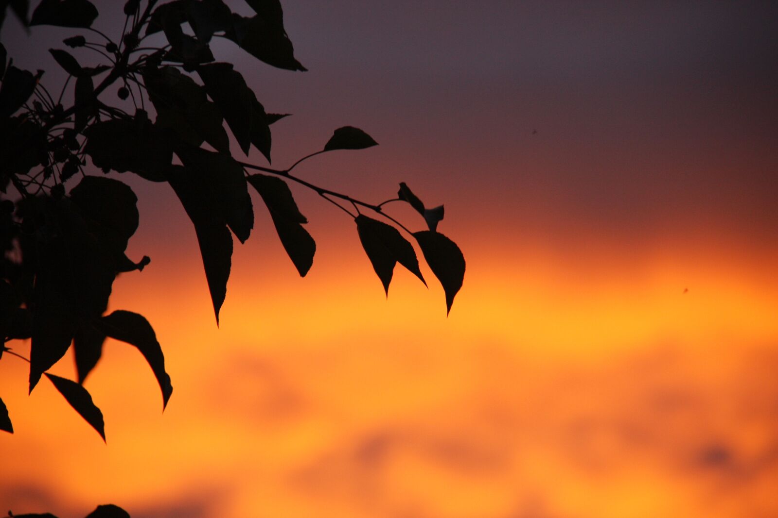 Canon EOS 40D sample photo. Sunset, leaves, dusk photography