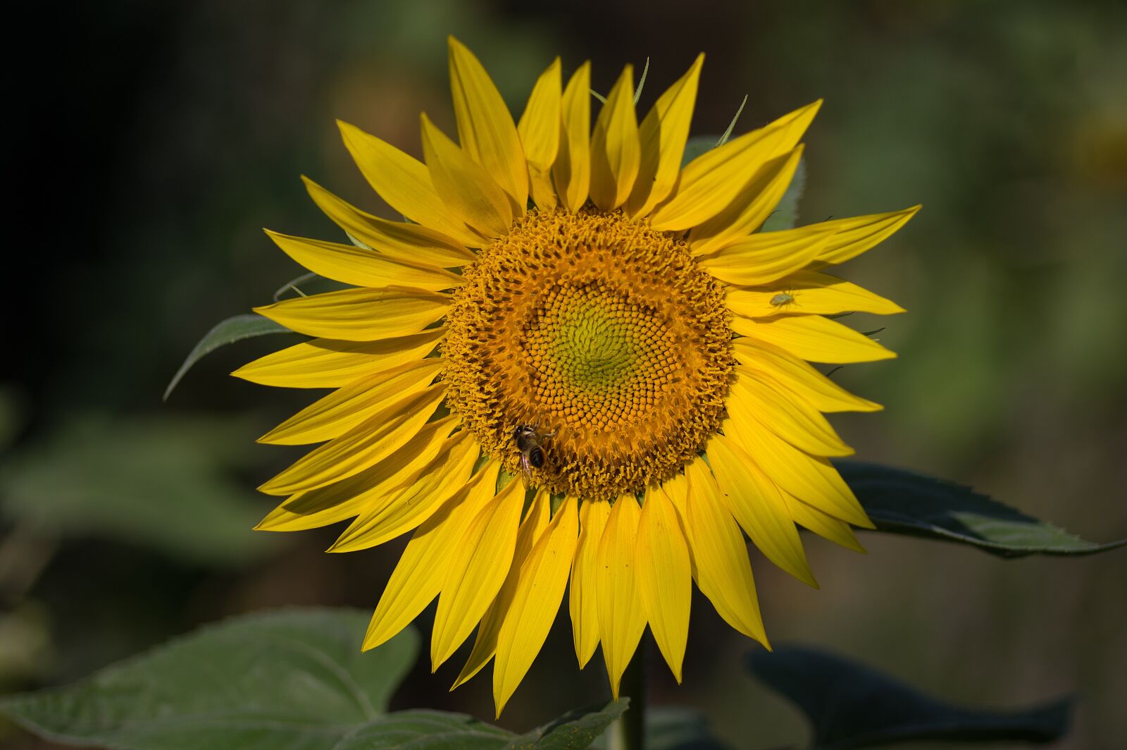 Pentax smc D-FA 100mm F2.8 macro sample photo. Sunflower, bee, yellow photography