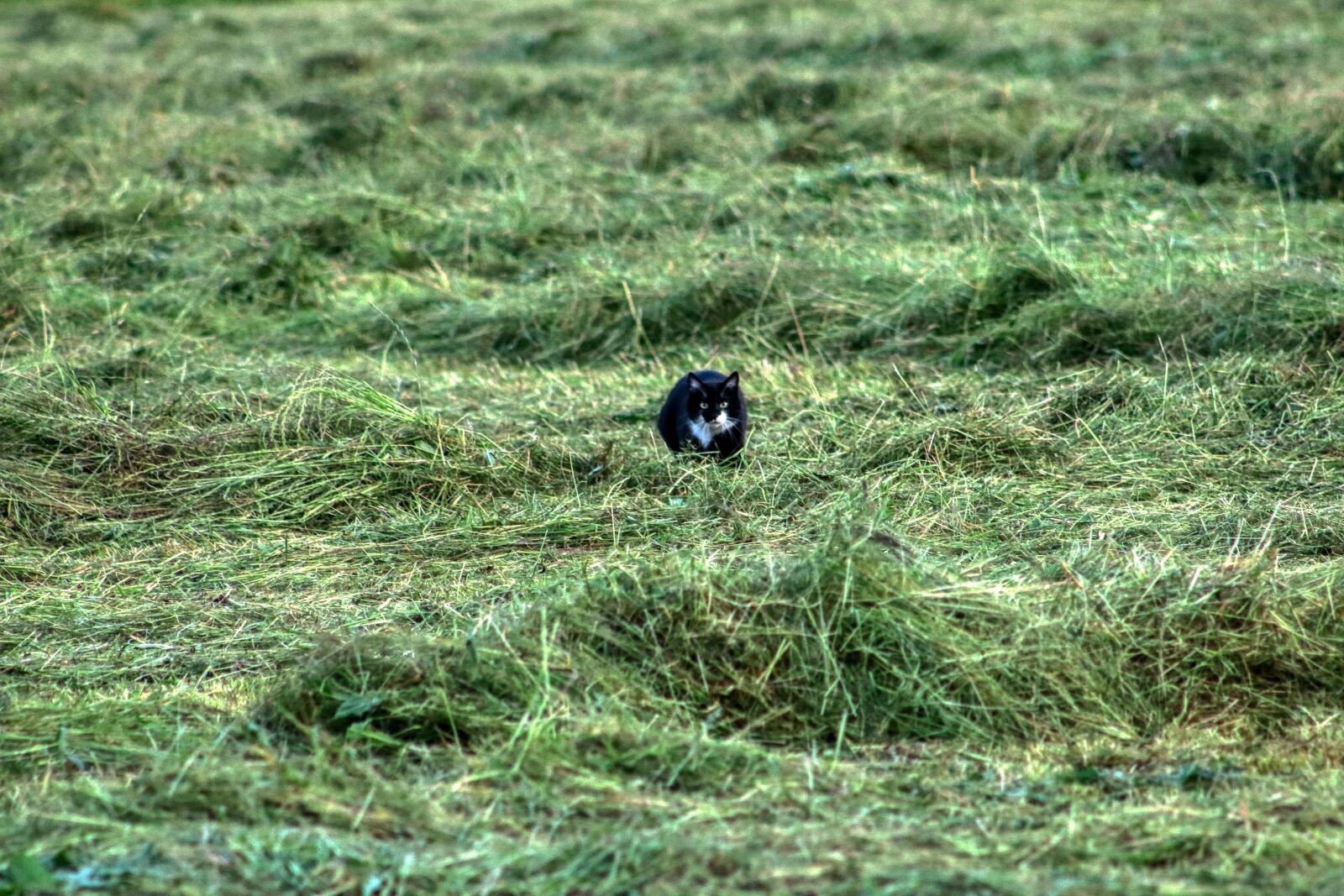Canon EF75-300mm f/4-5.6 sample photo. Cat, pet, kitten photography