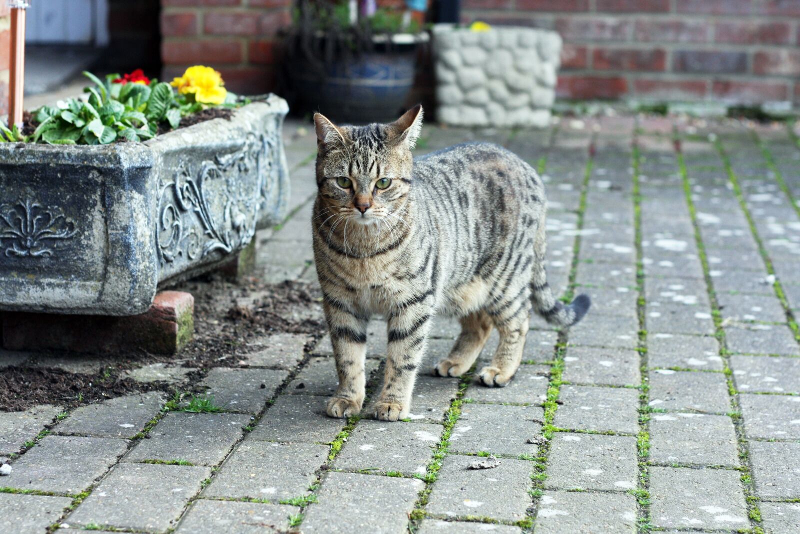 Canon EOS 40D sample photo. Cat, kitten, animal photography