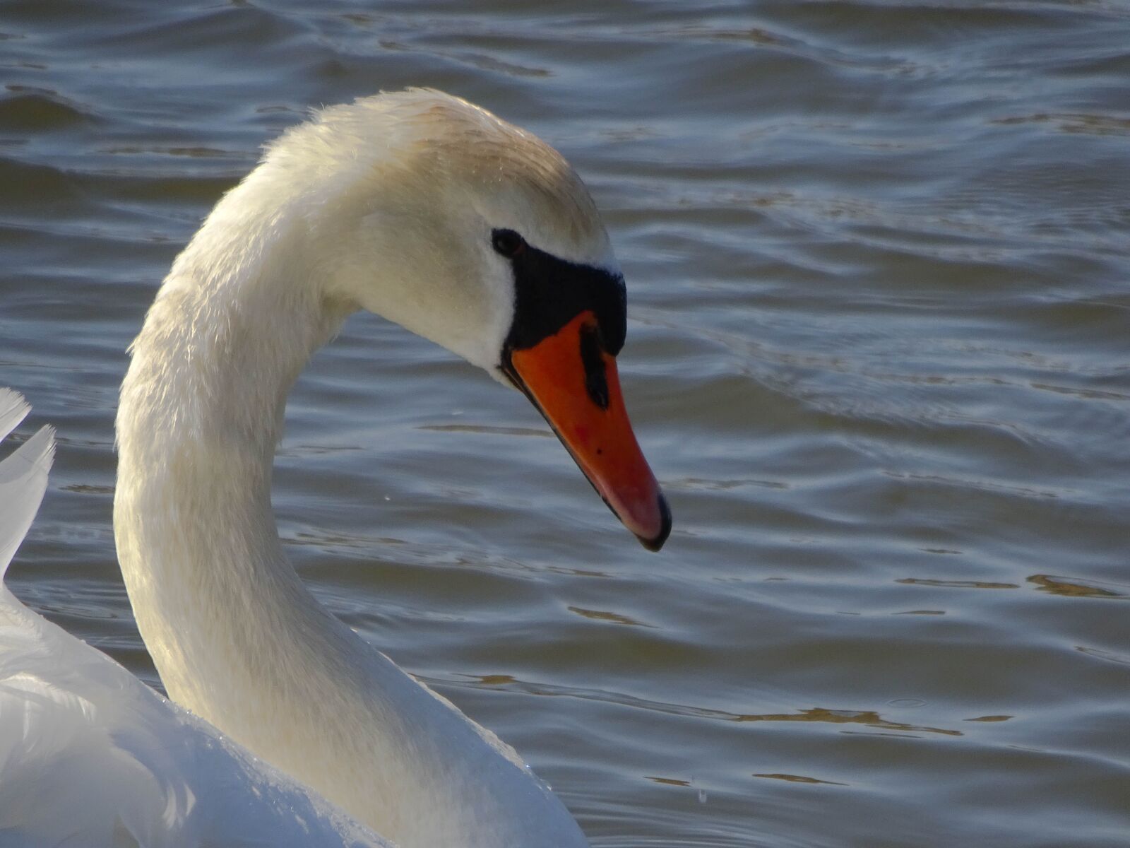 Sony Cyber-shot DSC-WX350 sample photo. Swan, bird, water photography