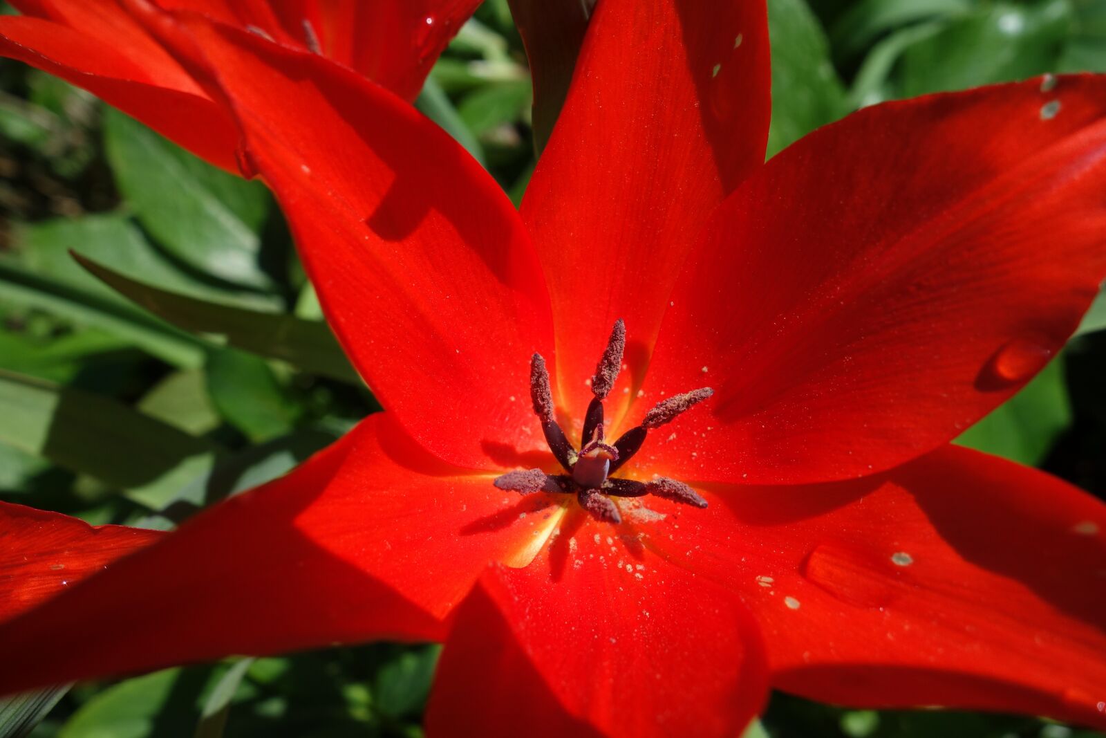 Sony Cyber-shot DSC-RX100 sample photo. Flower, plant, nature photography