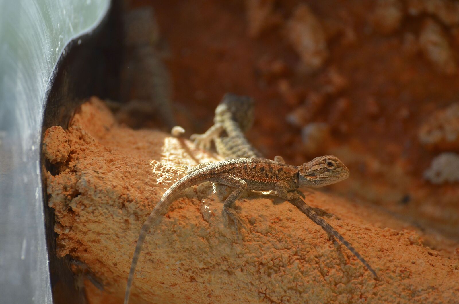 Nikon D7000 sample photo. Bearded dragons, babies, young photography
