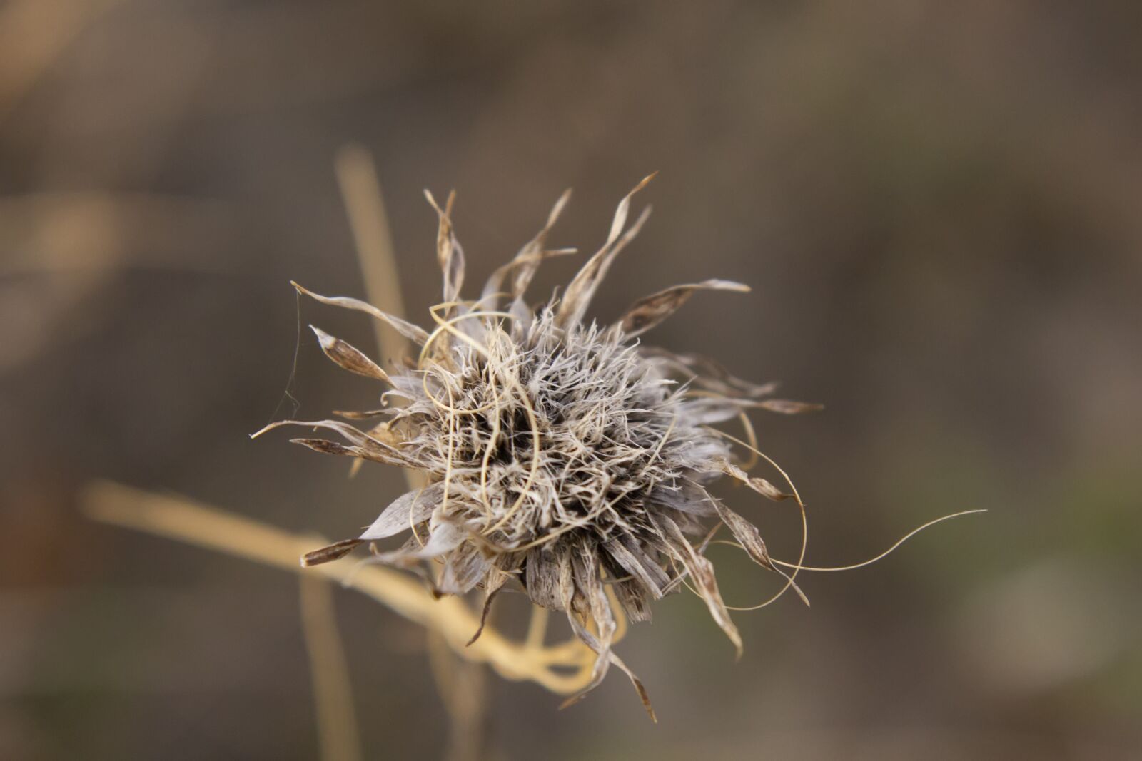 Canon EOS 550D (EOS Rebel T2i / EOS Kiss X4) sample photo. Field, landscape, nature photography