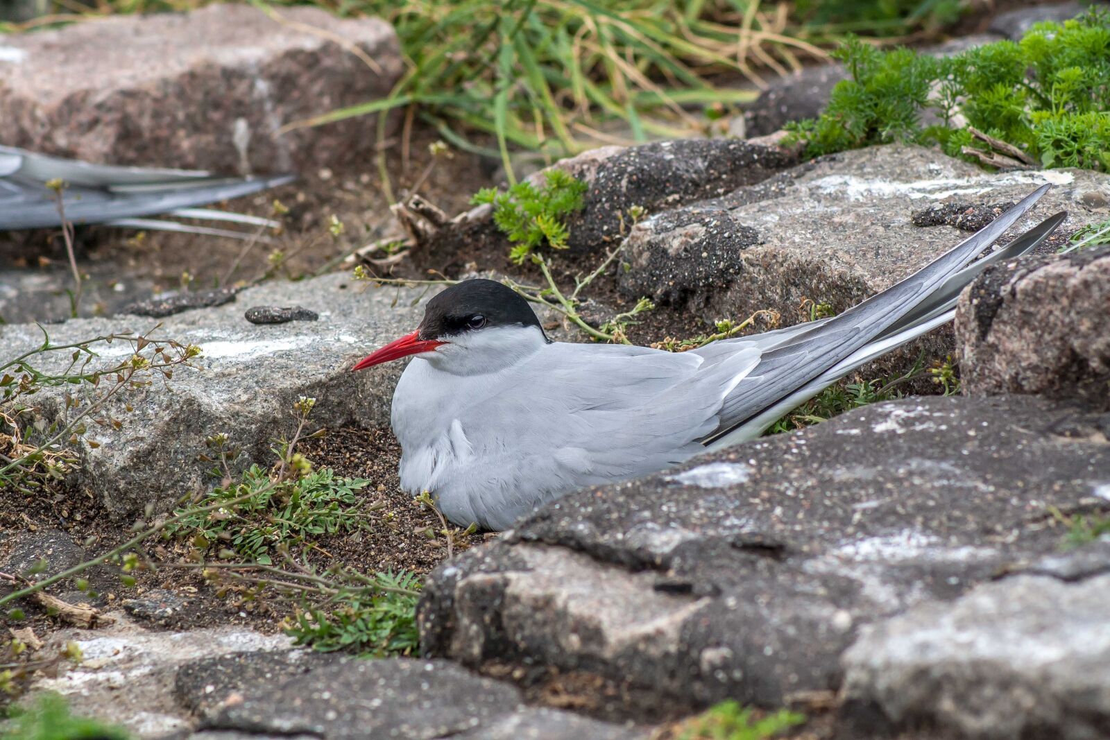 Canon EOS 1000D (EOS Digital Rebel XS / EOS Kiss F) sample photo. Schwalbe, bird, arctic tern photography