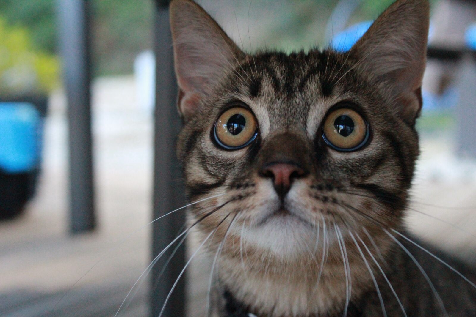 Canon EOS 1200D (EOS Rebel T5 / EOS Kiss X70 / EOS Hi) sample photo. Cat, kitten, brown photography