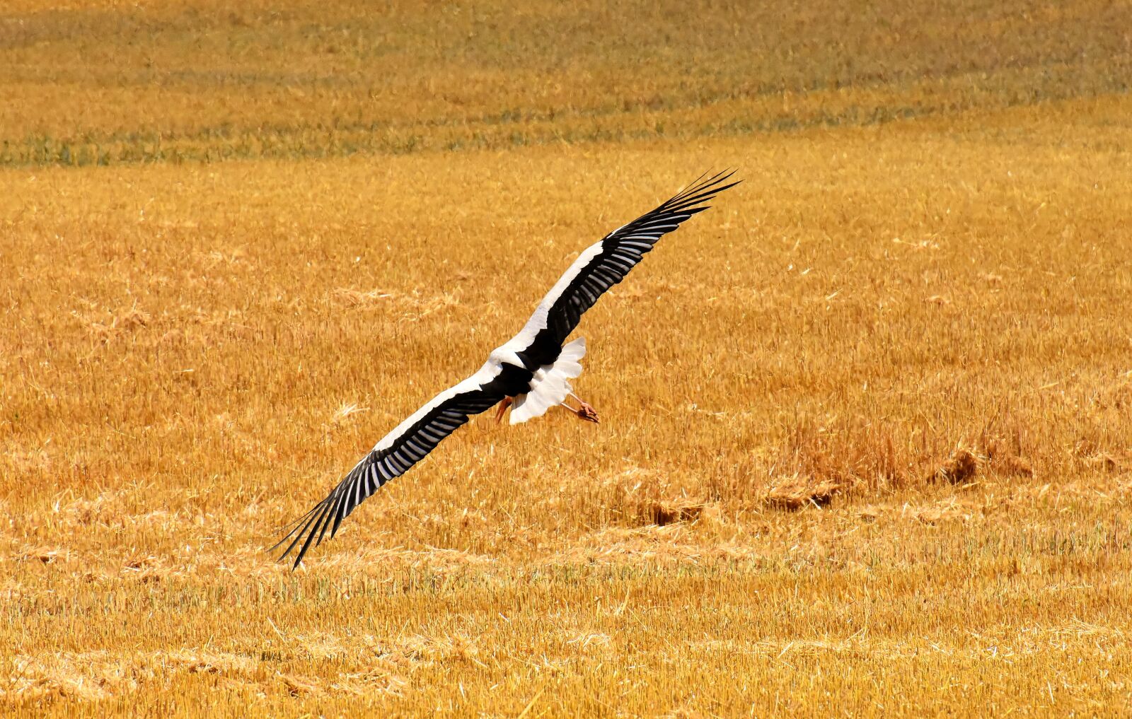 Nikon D7200 sample photo. Stork, flying, field photography