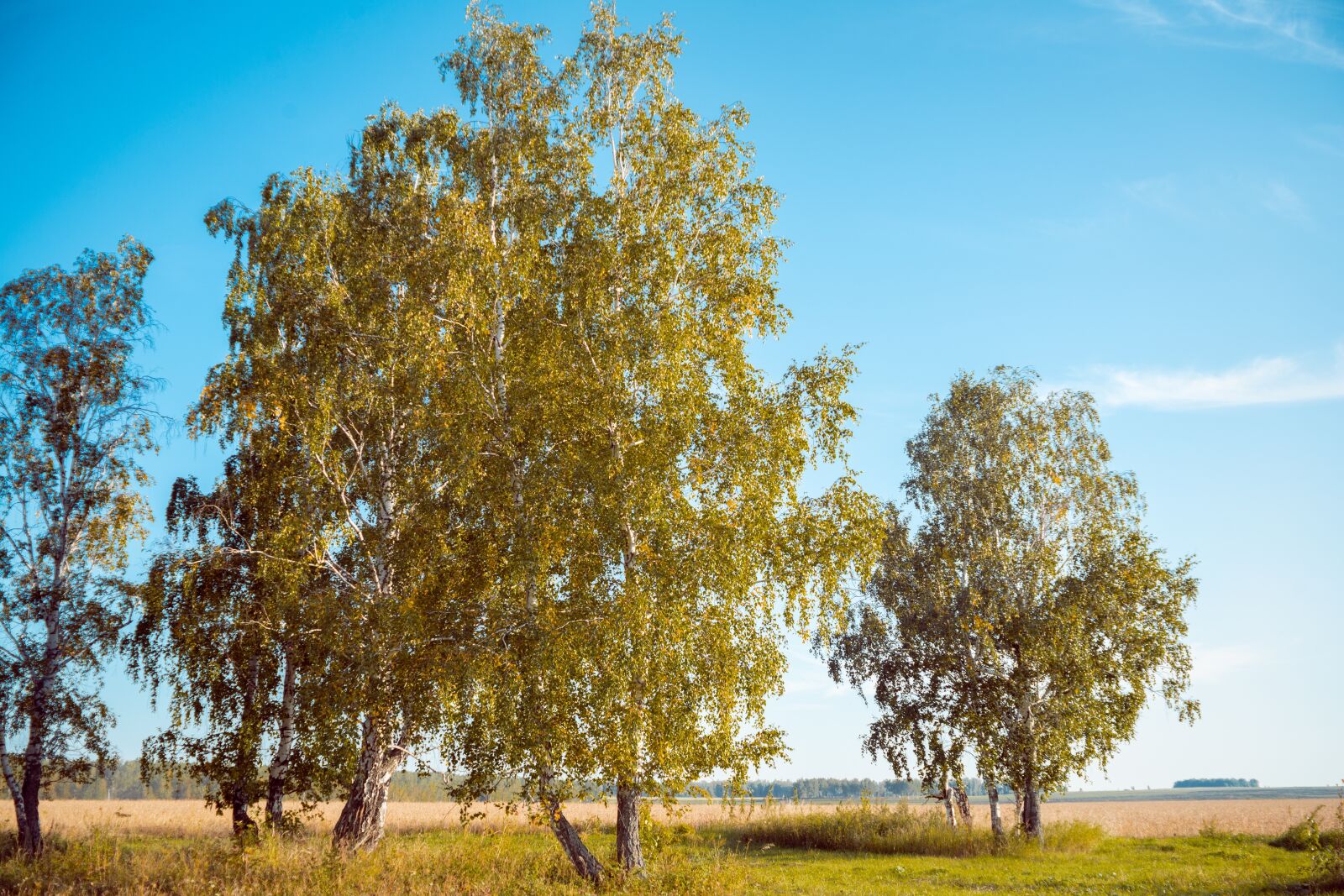 Nikon D800 sample photo. Autumn, birch, nature photography