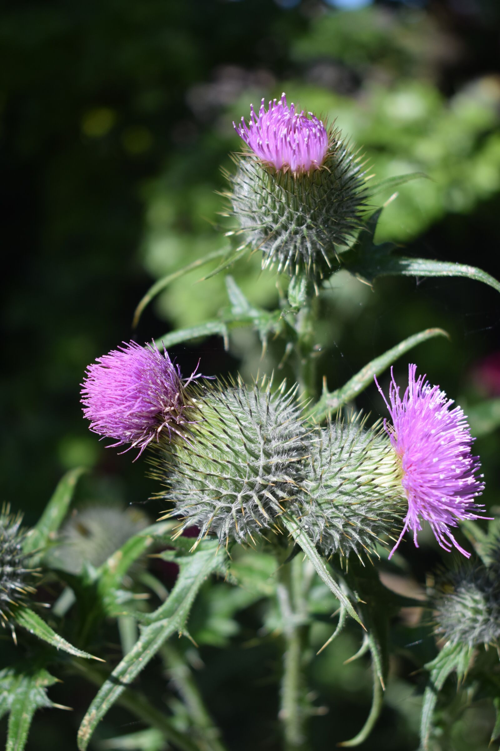 Nikon D3300 sample photo. Thistle, plant, flower photography