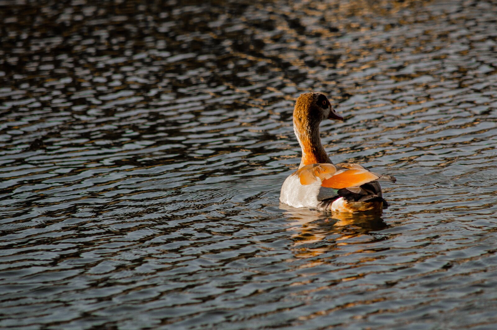 Nikon D3200 sample photo. Duck, pond, lake photography
