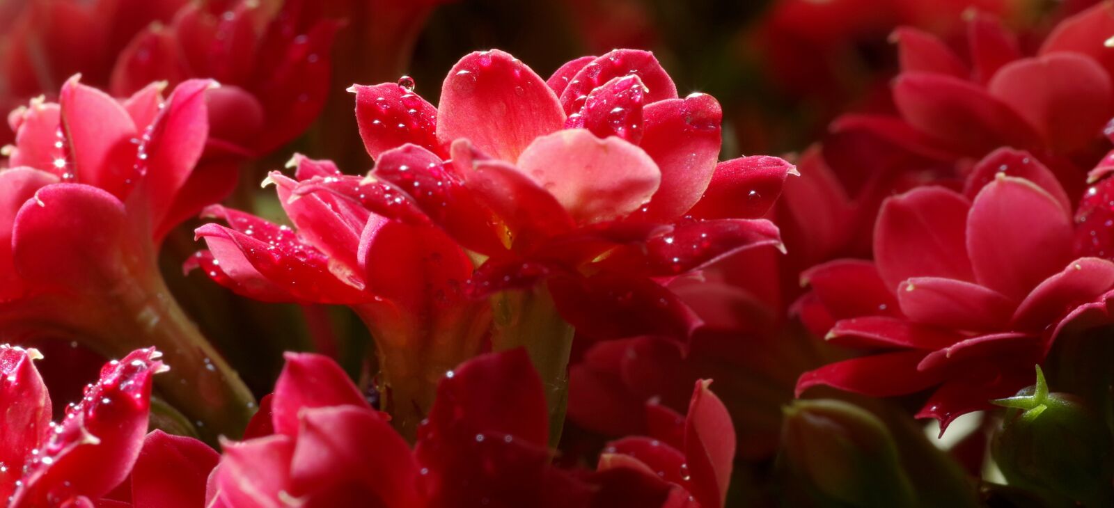 Pentax K-S2 sample photo. Red, flower, the petals photography