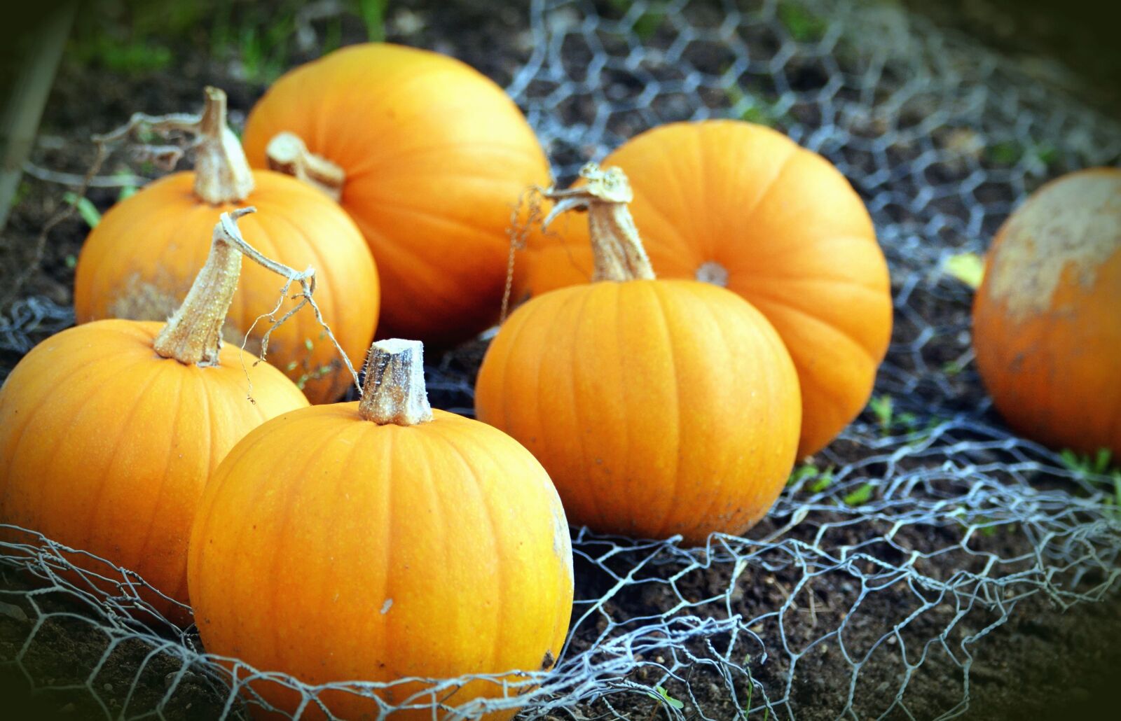 Nikon D5200 sample photo. Pumpkin, vegetable, plant, autumn photography