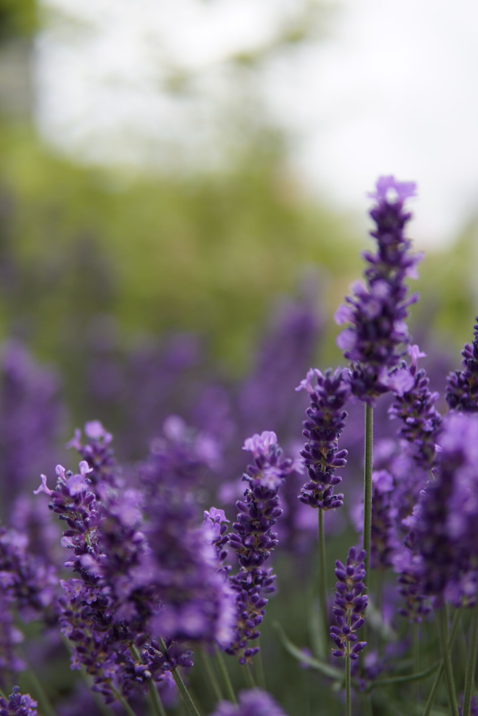 30mm F1.4 DC DN | Contemporary 016 sample photo. Lavender, herbs, purple photography