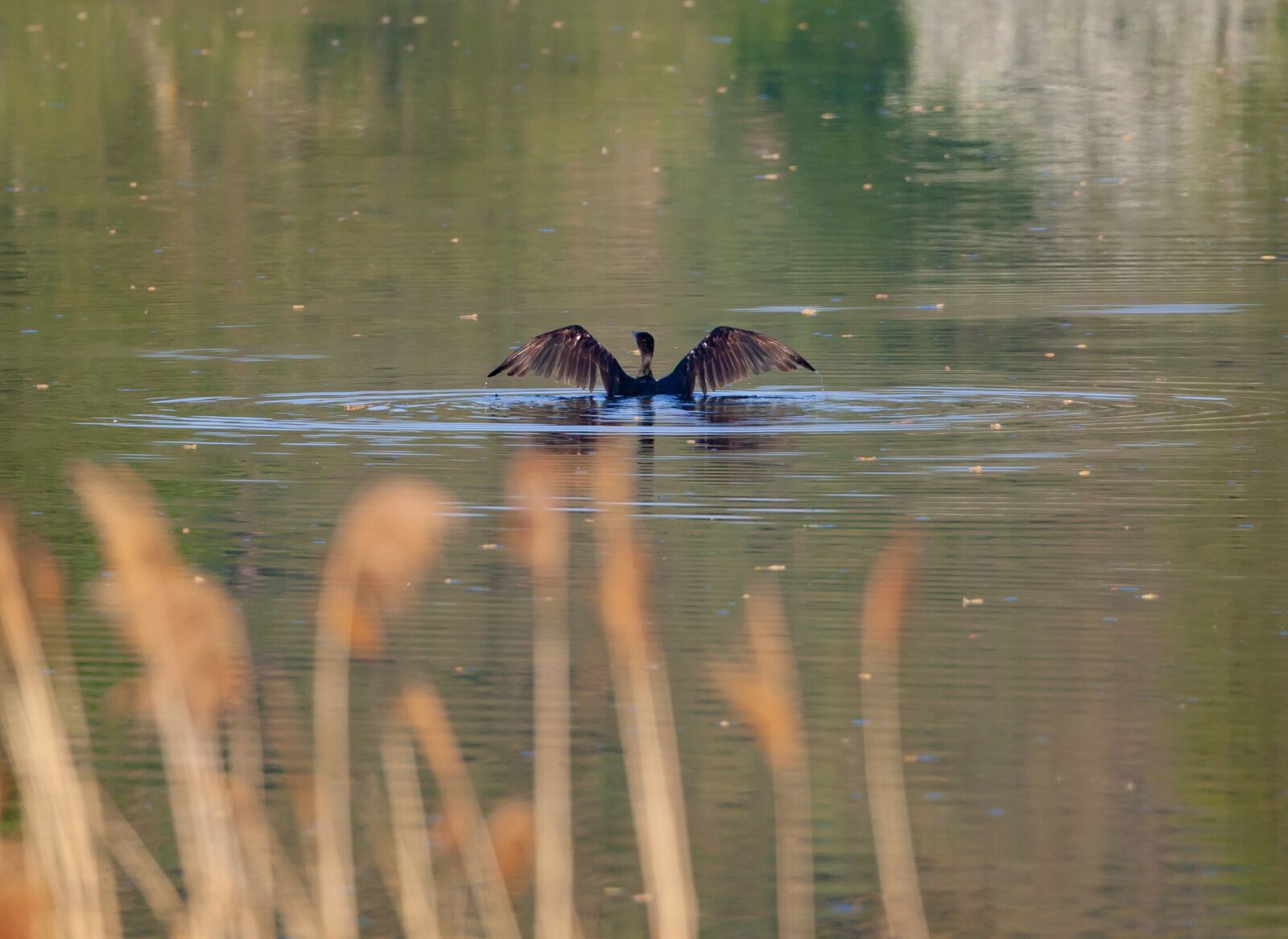 Canon EOS 5D Mark II + Canon EF 100-400mm F4.5-5.6L IS II USM sample photo. Cormorant, black bird, waterfowl photography