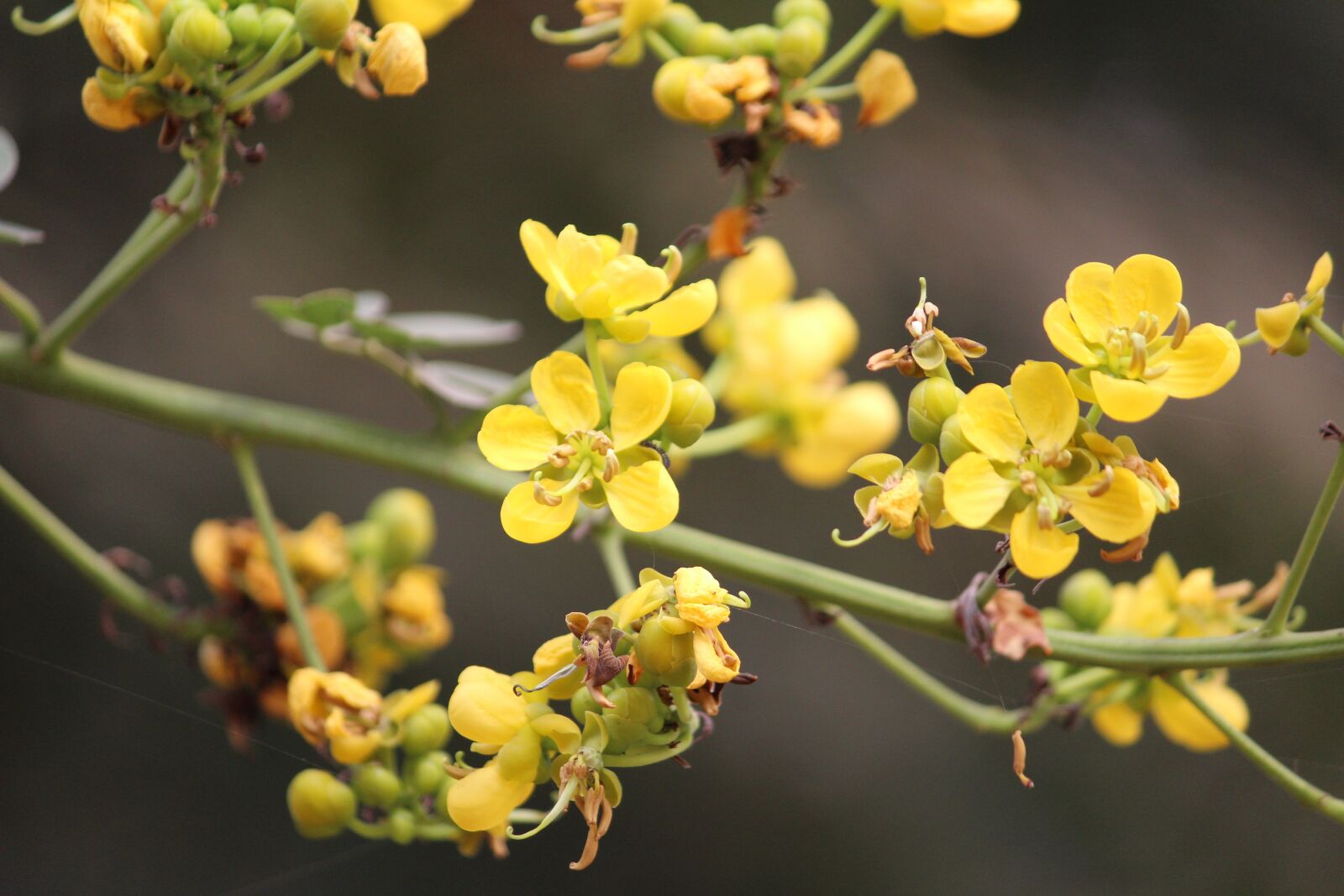 Canon EOS 1200D (EOS Rebel T5 / EOS Kiss X70 / EOS Hi) sample photo. Flower, yellow, yellow flowers photography