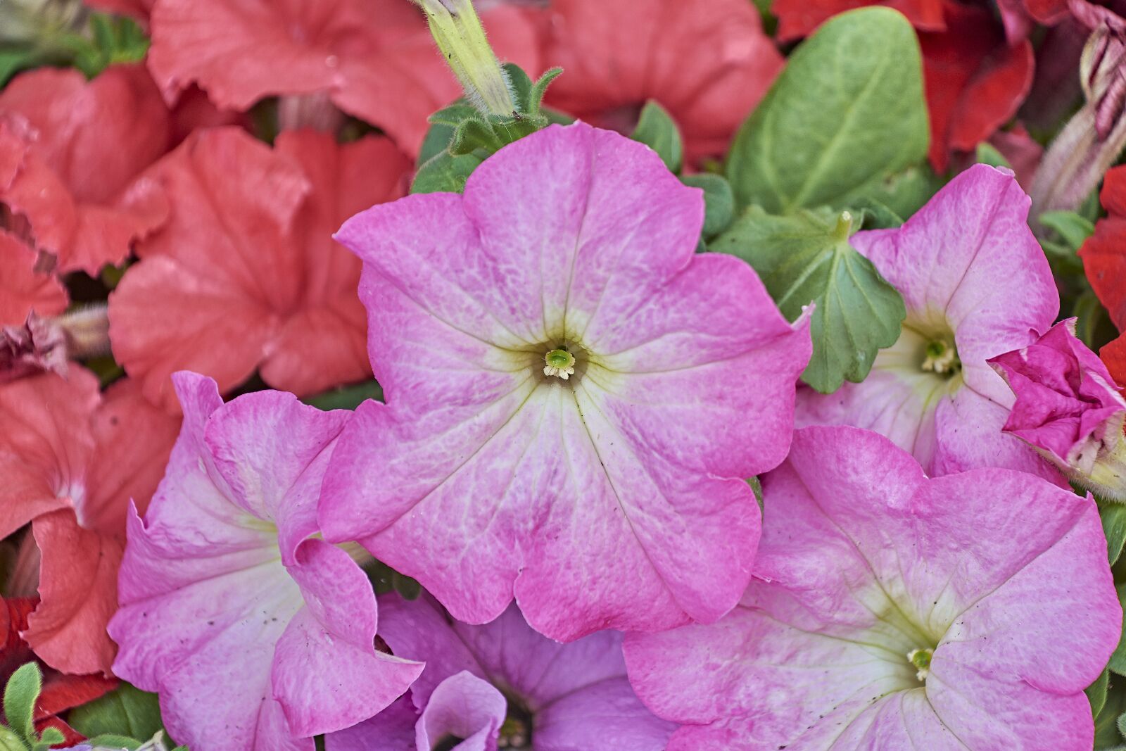 Nikon D7200 sample photo. Flower, garden, plant photography