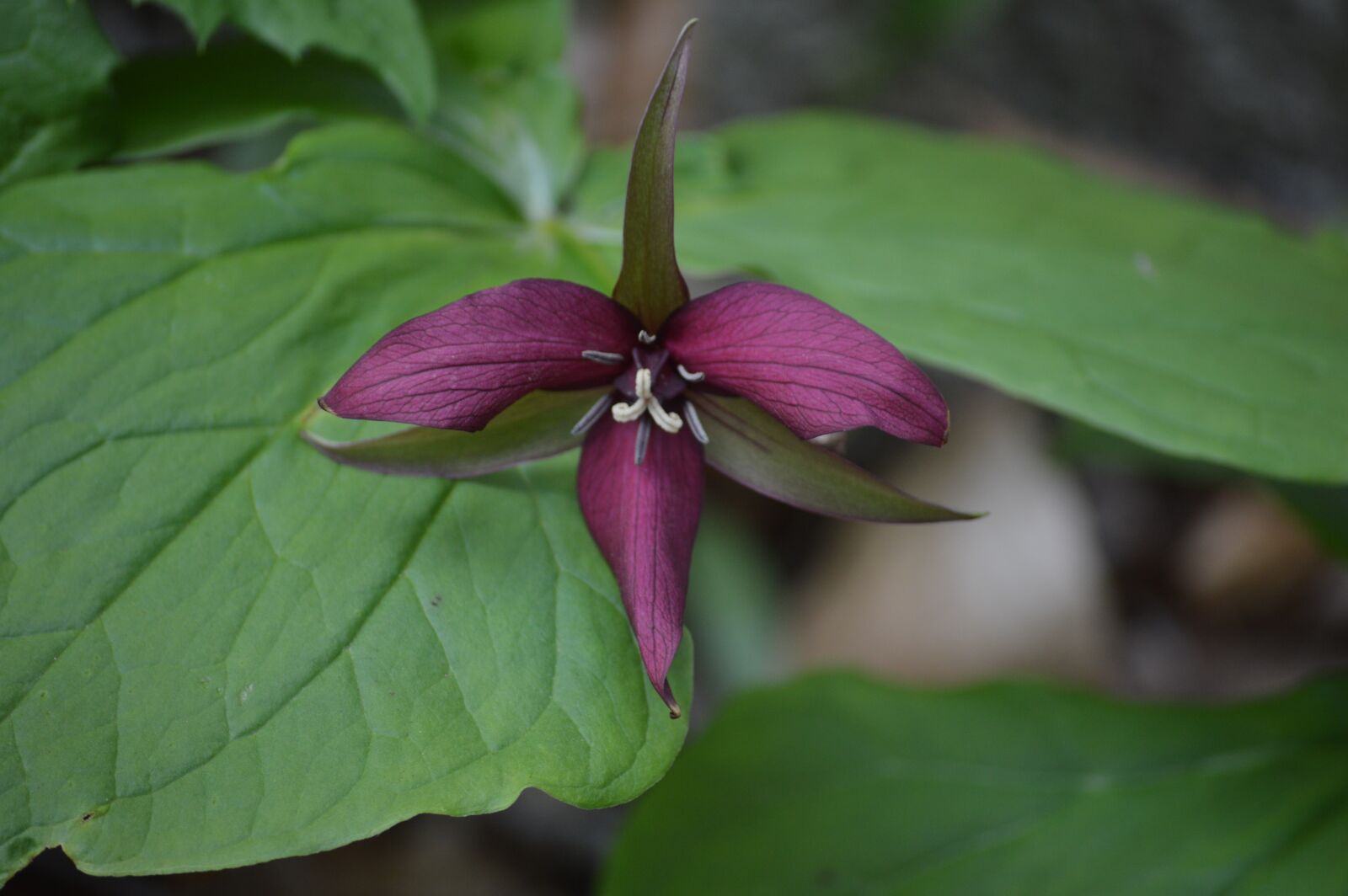 Nikon D3200 sample photo. Trillium, spring, wildflower photography