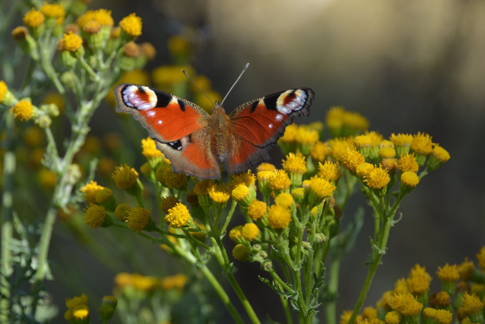 Nikon D5200 sample photo. Butterfly, nature, outdoor photography