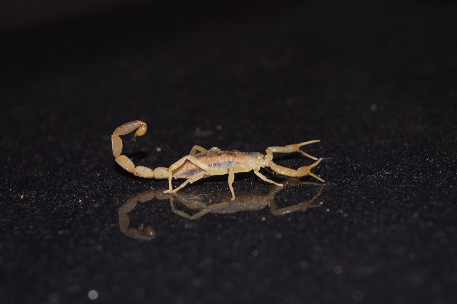 Nikon D5300 sample photo. Bug, scorpion, reflection photography