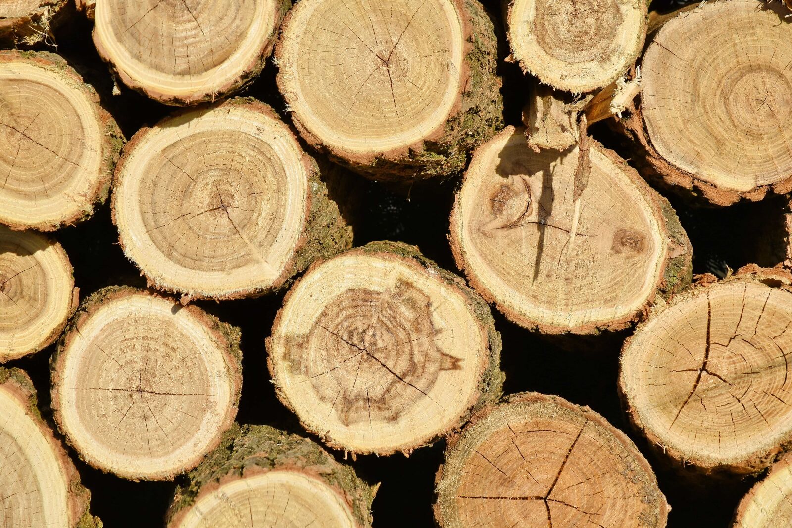 Nikon D5500 sample photo. Bark, firewood, wood, round photography
