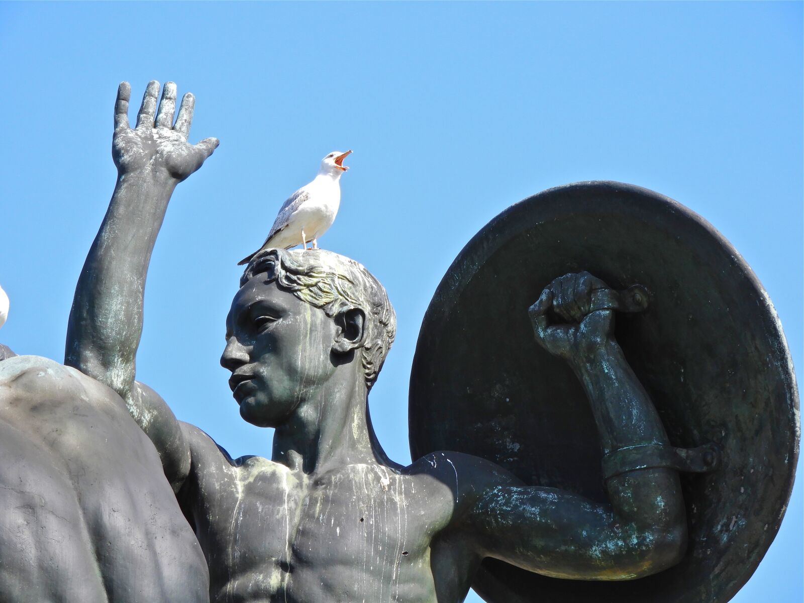 Nikon Coolpix B700 sample photo. Trieste, bronze, seagull photography