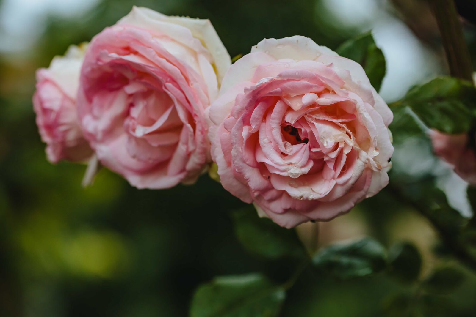 Canon EF 100mm F2.8 Macro USM sample photo. Close-up, petals, pink, roses photography