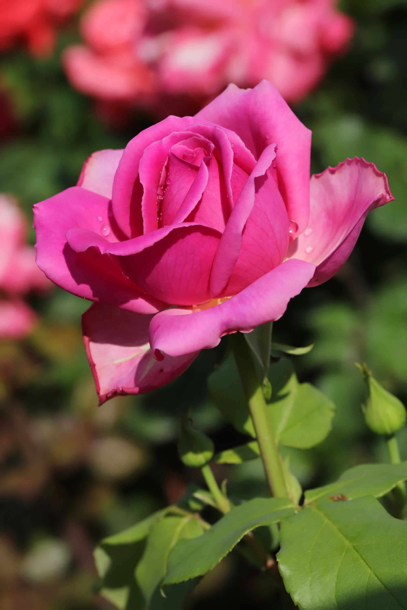 Canon EOS 6D Mark II sample photo. Rose, roses flowers, flowers photography