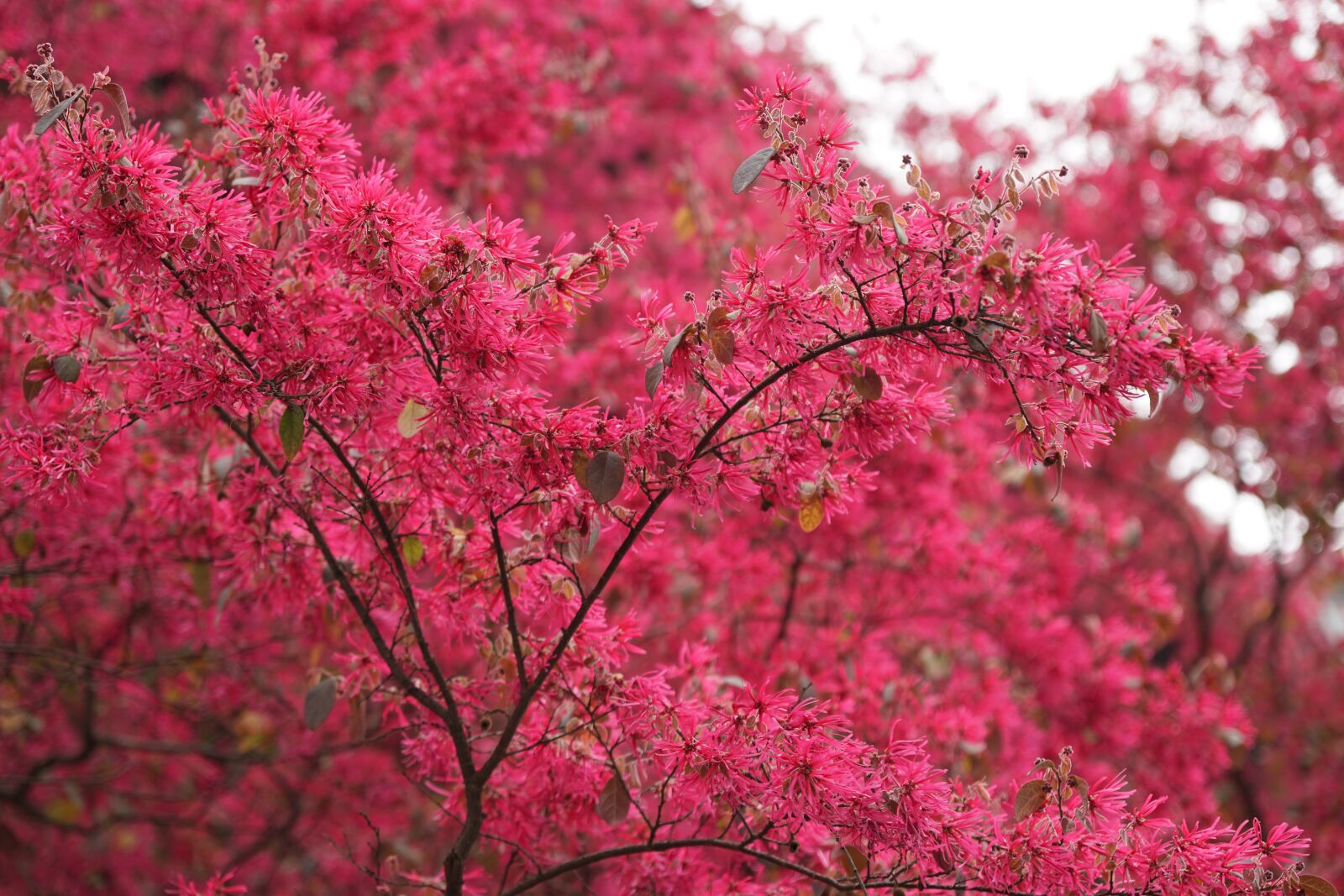 Sony a6500 + Sony Vario-Tessar T* E 16-70mm F4 ZA OSS sample photo. Red, flower, brilliant photography