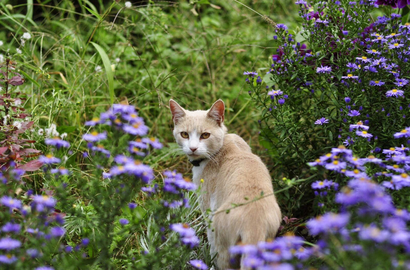 Nikon D90 sample photo. Cat, kitten, pets photography