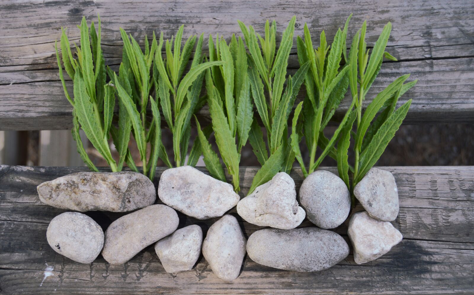 Nikon D3200 sample photo. Background rustic, stones, wood photography