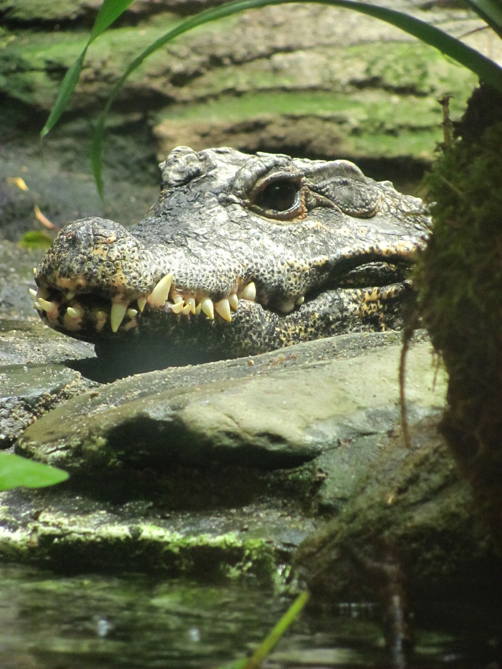 Canon PowerShot SX120 IS sample photo. Crocodile, water predator, predator photography