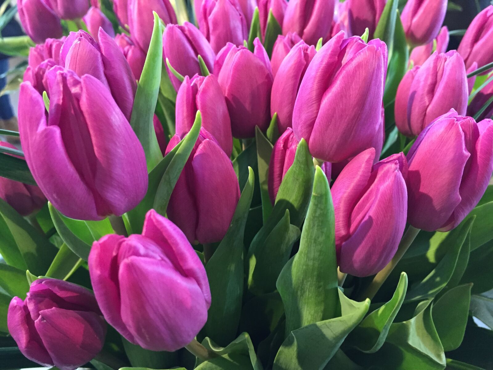 Apple iPhone 6 sample photo. Tulip, dutch tulips, flower photography