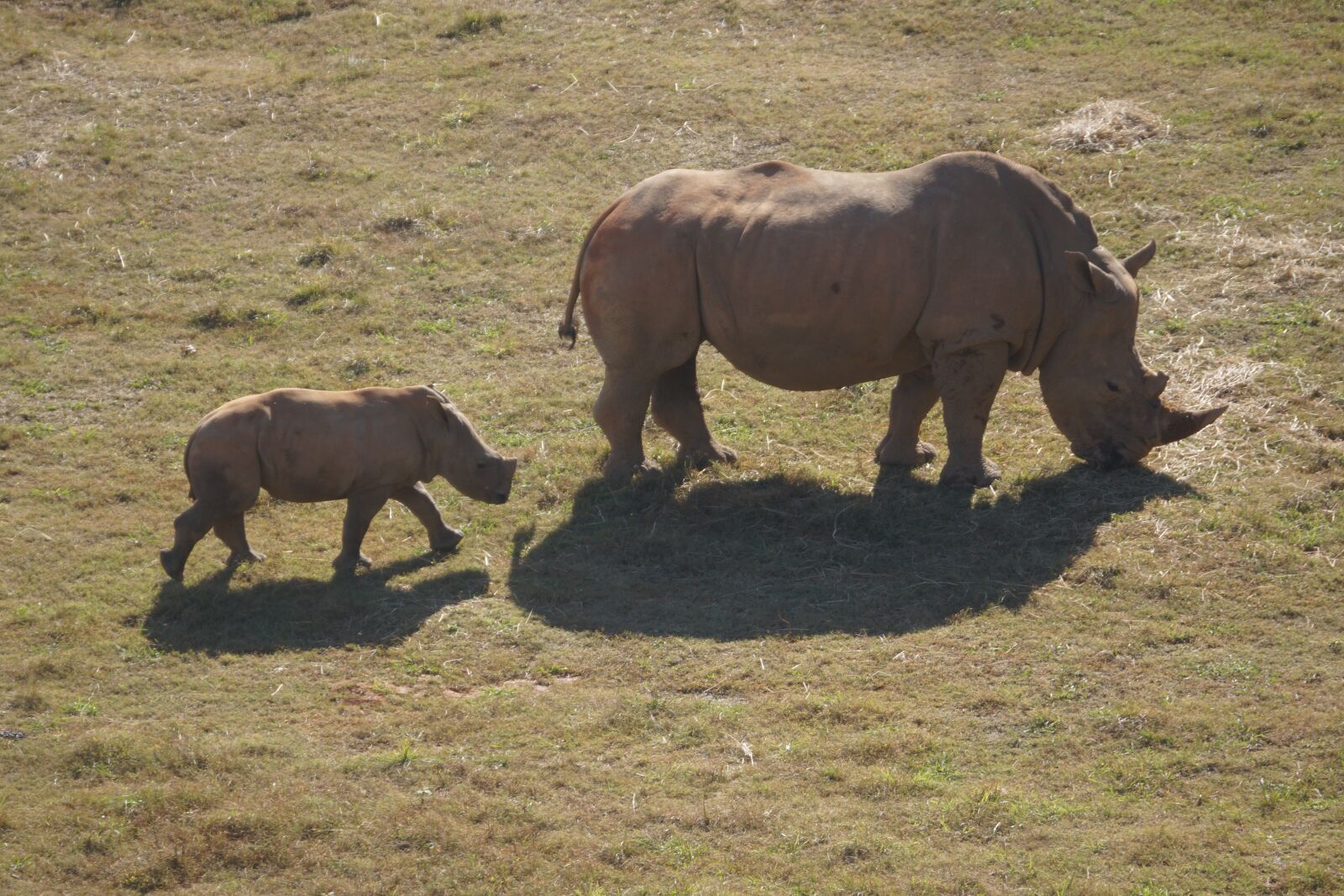 Sony SLT-A77 sample photo. Rhino, baby, mother photography