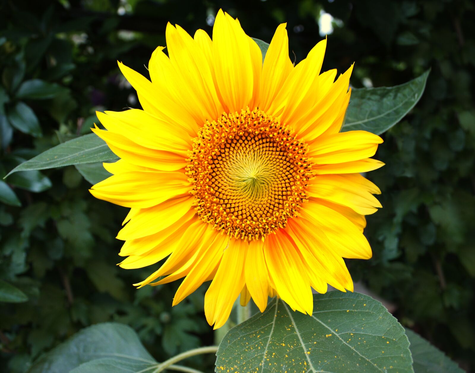 Canon EOS 450D (EOS Rebel XSi / EOS Kiss X2) sample photo. Sunflower, garden, flowers photography