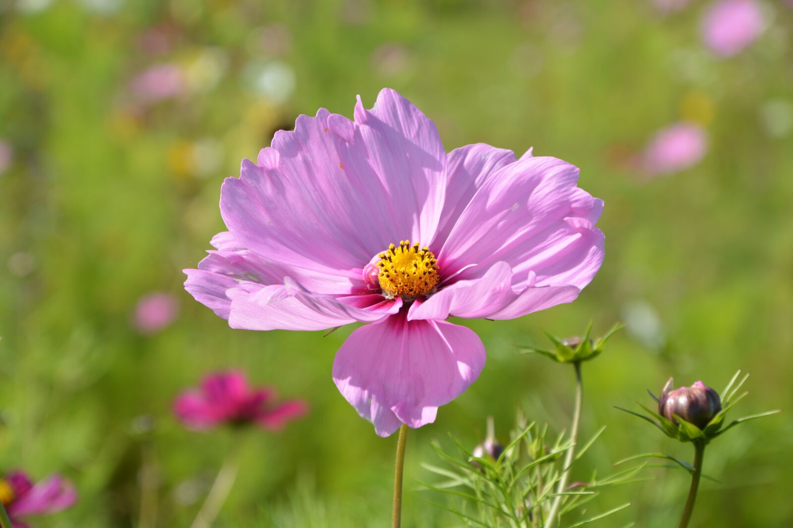 Nikon D5200 sample photo. Flower, pink flower parma photography